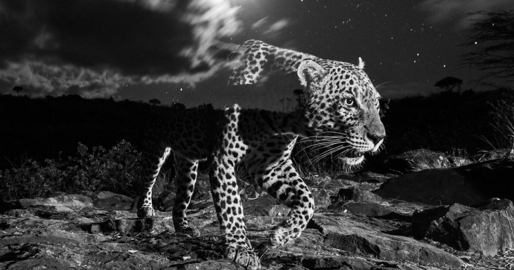 foto national geographic jaguar