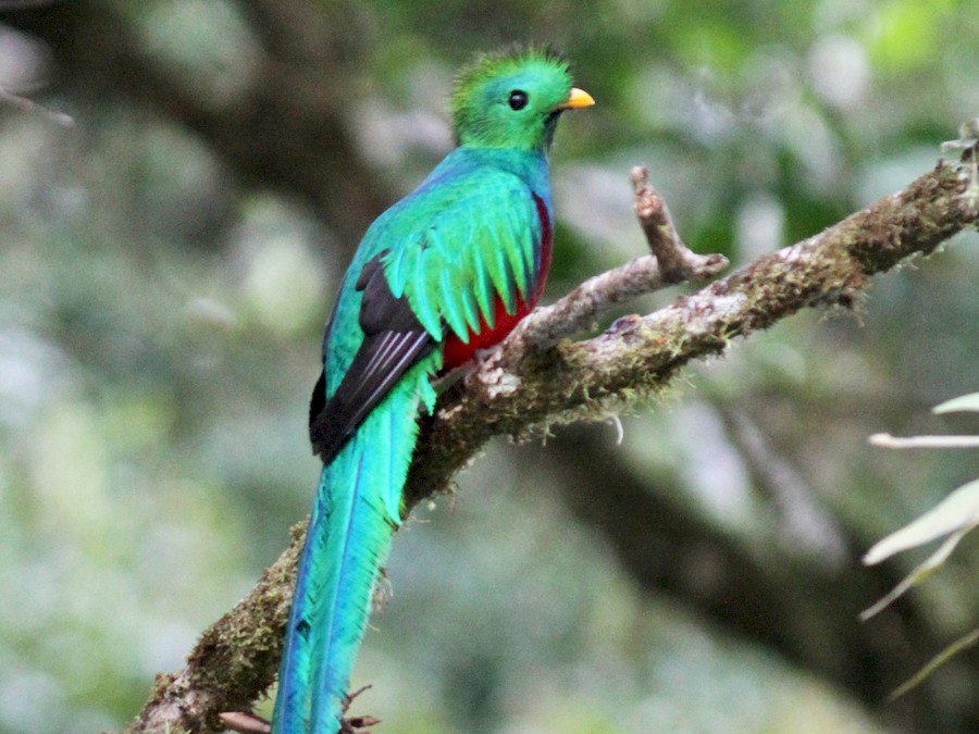 Las cosas que debes saber sobre Guatemala _ quetzal