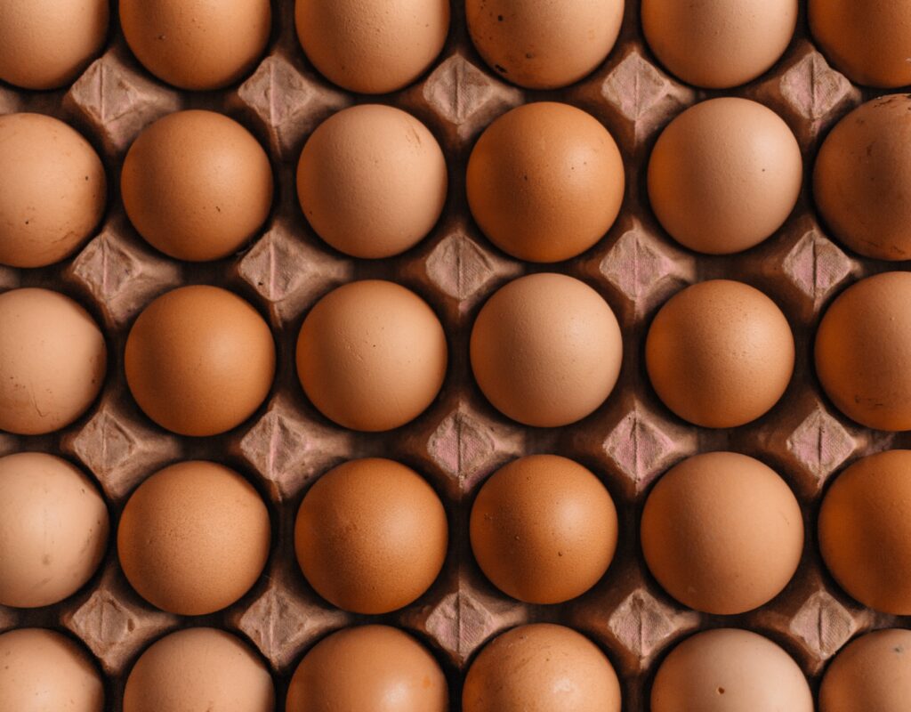 Cartón de huevos. Industria avícola en Guatemala.