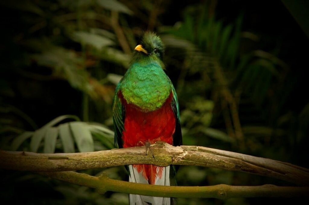 El Quetzal y Guatemala