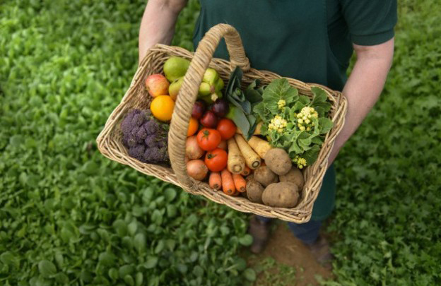 diversificacion de cultivos