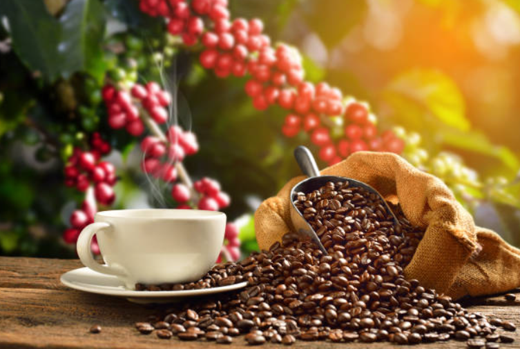 producción de café en guatemala