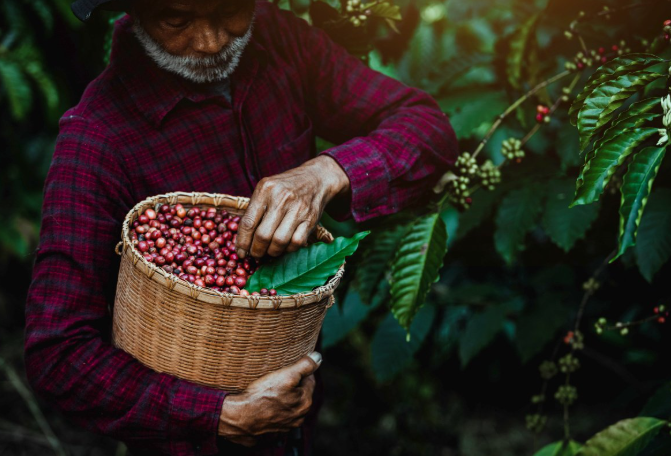 recolectando cafe en guatemala