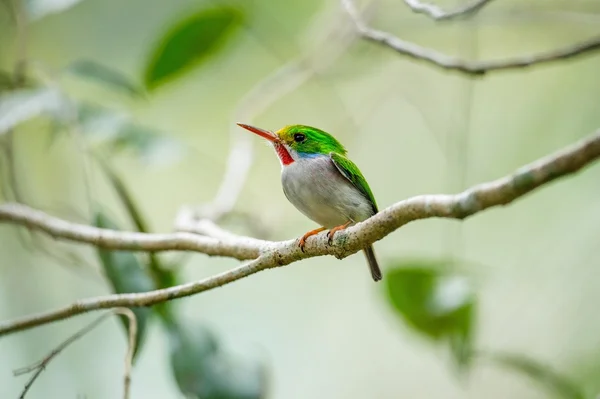 Especies endémicas