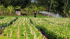 Agricultura sostenible