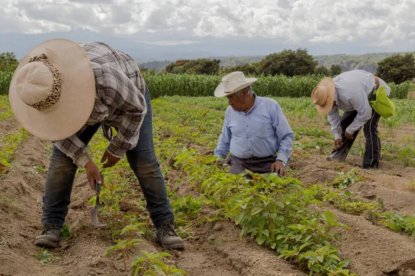 Agricultura sostenible en Guatemala i
