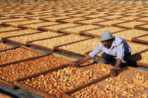 Frutas cortadas y distribuidas sobre bandejas de madera para secarse al sol mediante una técnica tradicional de conservación de alimentos.